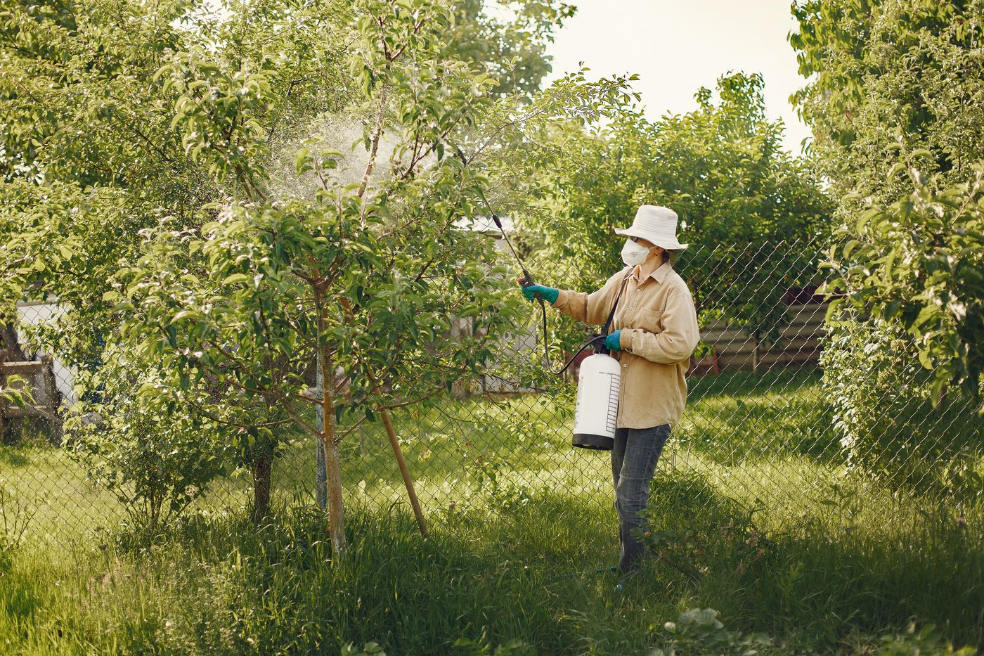 A person in a mask and gloves spraying young trees in a fenced yard with a pump sprayer